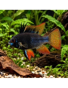 Ramirezi Black (Mikrogeophagus ramirezi Black) 3,5-4cm