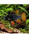 Ramirezi Black (Mikrogeophagus ramirezi Black) 3,5-4cm