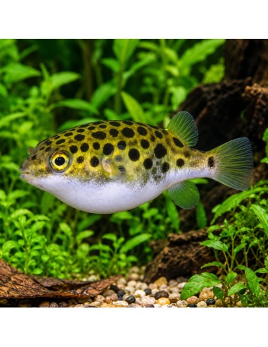 Tetraodon Nigroviridis 4-5cm Wild