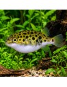 Tetraodon Nigroviridis 4-5cm Wild