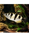 Toxotes Jaculatrix 4-6cm Wild