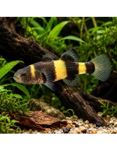 Gobie abeille (Brachygobius doriae) 1-1,5cm Wild