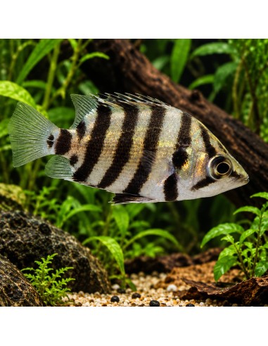 Datnioides Polota 4-6cm Wild