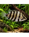 Datnioides Polota 4-6cm Wild