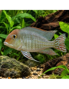 Geophagus pyrocephalus M (Geophagus pyrocephalus) 4-6cm