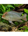 Geophagus pyrocephalus M 4-6cm