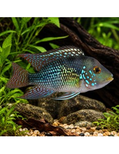 Geophagus Brasiliensis 5-6cm