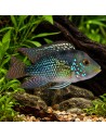 Geophagus Brasiliensis 5-6cm
