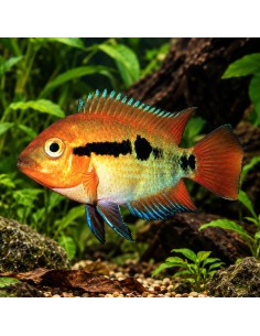 Herotilapia Multispinosa 4-5cm