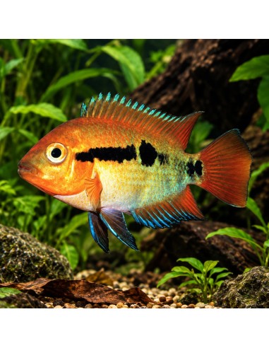 Herotilapia Multispinosa 4-5cm