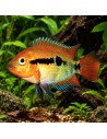 Herotilapia Multispinosa 4-5cm