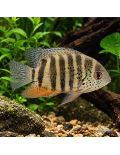 Heros sp. Inirida S (Heros sp. "Inirida" S) 4-6cm