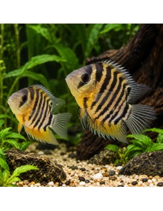 Heros efasciatus (Heros efasciatus) 5-6cm