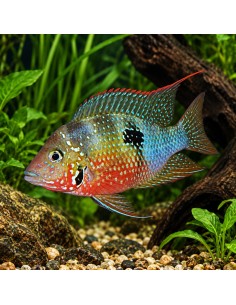 Thorichthys Ellioti 3,5-4cm