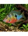 Thorichthys ellioti (Thorichthys ellioti) 3,5-4cm