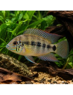 Laetacara araguaiae