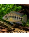Laetacara araguaiae