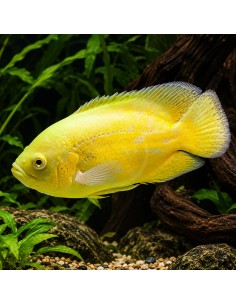 Oscar Lemon (Astronotus ocellatus 'Lemon') 6-6,5cm