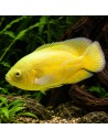 Astro. Ocellatus Lemon 6-6.5cm