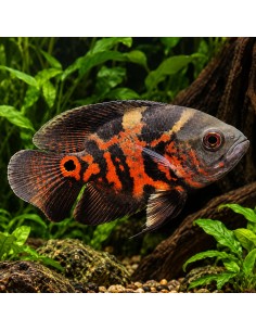 Astronotus Ocellatus Red Tiger 4-6cm