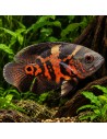 Astronotus Ocellatus Red Tiger 4-6cm