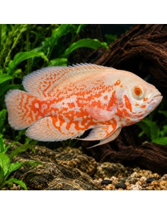 Astronotus Ocellatus Albino Tiger 4-6cm