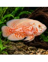 Astronotus Ocellatus Albino Tiger 4-6cm