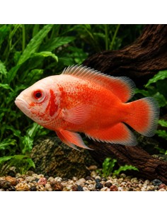 Oscar Red Albino (Astronotus ocellatus Red Albino) 4-6cm