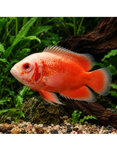 Astronotus Ocellatus Red Albino 4-6cm