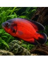 Astronotus Ocellatus Red 4-6cm