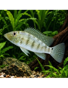 Satanoperca jurupari (Satanoperca jurupari) 5-6cm Wild