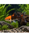 Comet rouge/noire  12-15 cm