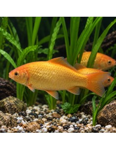 Poisson Jaune 12-15 cm