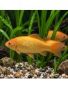 Poisson Jaune 12-15 Cm