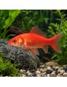 Goldfish 9-12 Cm