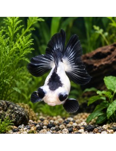 Noir-Blanc Panda 8-9 Cm