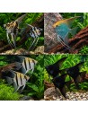Pterophyllum Scalare Mix 2,5-3 Cm