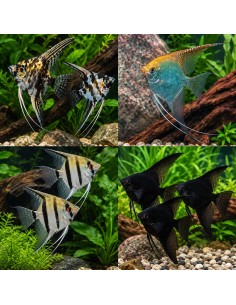 Scalaire Mix (Pterophyllum scalare) 3-4cm