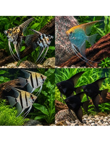 Pterophyllum Scalare Mix 3-4cm