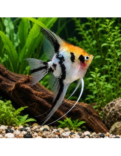 Scalaire Mix Blushing Red Head (Pterophyllum scalare) 4-5cm