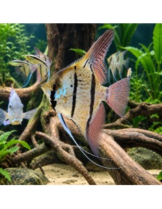 Pterophyllum sp. Peru "Rio Nanay" 6-8cm