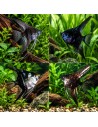 Pterophyllum Scalare Dark Mix 4-5cm