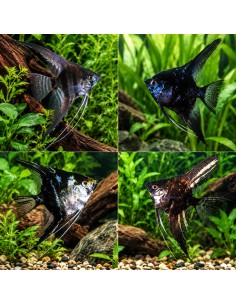 Scalaire Dark Mix (Pterophyllum scalare) 2,5-3cm
