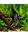 Pterophyllum Scalare Marble 4-5cm