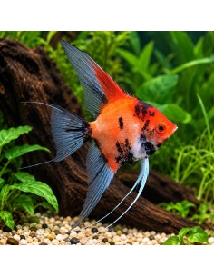 Scalaire koi red 8-10cm