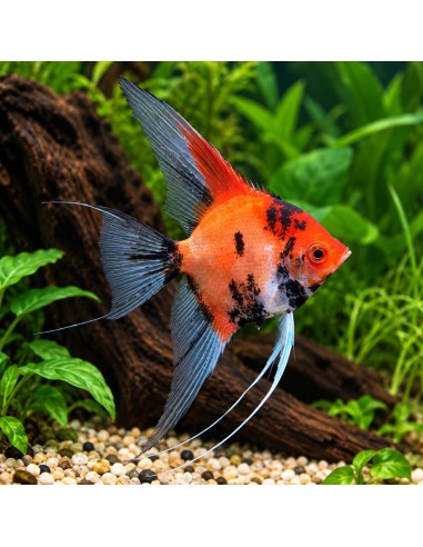Scalaire koi red 8-10cm