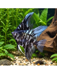Scalaire marbré bleu 3-4cm