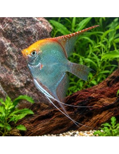 Scalaire Gold (Pterophyllum scalare) 3-4cm