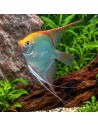 Pterophyllum Scalare Gold 4-5cm