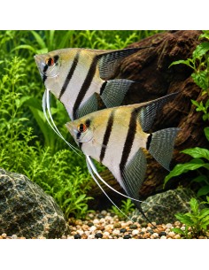 Scalaire commun (Pterophyllum scalare) 4-5cm